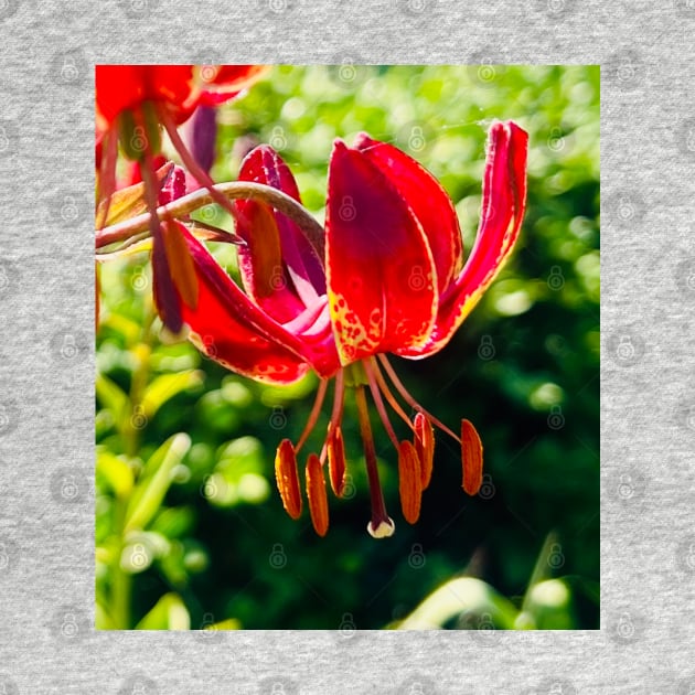 Fall Lily is Lit UP by Photomersion